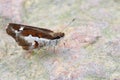 Butterfly(Grass demon,Udaspes folus) Royalty Free Stock Photo