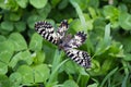 Butterfly on grass