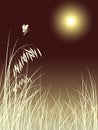 Butterfly grass in moon night pattern Royalty Free Stock Photo