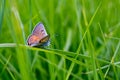 Butterfly on a grass Royalty Free Stock Photo