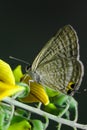 Butterfly grass outdor flower yellow