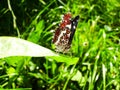 Butterfly in the grass, sits on a sheet Royalty Free Stock Photo