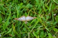 Butterfly in grass at the swamp Royalty Free Stock Photo