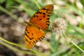 Butterfly Among Grass Royalty Free Stock Photo