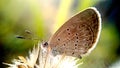 butterfly on grassflower Royalty Free Stock Photo