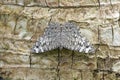 Butterfly gray cracker or Hamadryas februa Royalty Free Stock Photo