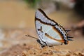 Butterfly (Great Nawab) eating in nature Royalty Free Stock Photo