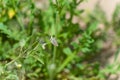 Butterfly on the gree grass Royalty Free Stock Photo