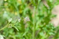 Butterfly on the gree grass