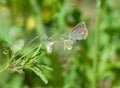 Butterfly on the gree grass Royalty Free Stock Photo