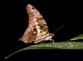 Butterfly on gree leaf