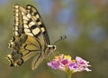 Butterfly in Greece Royalty Free Stock Photo