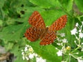 Butterfly in green background