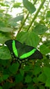 Butterfly in green colors Papilio lowi or Crimson Mormon