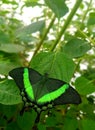 Butterfly in green colors Papilio lowi or Crimson Mormon Royalty Free Stock Photo