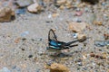 Butterfly, Green Dragontail,Lamproptera meges