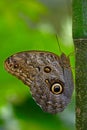 Butterfly in the green forest. Beautiful butterfly Blue Morpho, Morpho peleides, in habitat, with dark forest, green vegetation