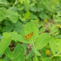 BUTTERFLY WITH GREEN LEAF FARAM Royalty Free Stock Photo