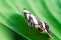 Butterfly on green leaf