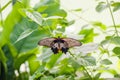 Butterfly on green leaf Royalty Free Stock Photo