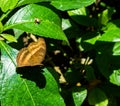 Butterfly green leaf Royalty Free Stock Photo