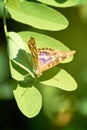 Butterfly on green leaves -apatura ilia, the lesser purple emperor