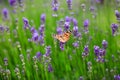 Butterfly on a green plant Royalty Free Stock Photo