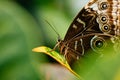 Butterfly on green plant