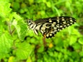Butterfly on the green plant.Indian subcontinent butterfly. Royalty Free Stock Photo