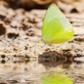 Butterfly Royalty Free Stock Photo