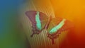 Butterfly Green swallowtail butterfly, Papilio palinurus