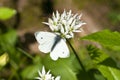 Butterfly, Green veined White, (Pieris napi) Royalty Free Stock Photo