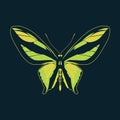Butterfly green wing abstract on navy background