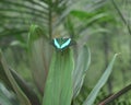Butterfly with green wings camouflages itself to escape predato
