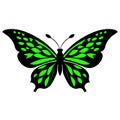 Butterfly with green wings isolated on white background. Royalty Free Stock Photo