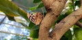 Butterfly in a greenhouse - Gray cracker butterfly Royalty Free Stock Photo