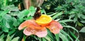 Butterfly in a greenhouse - jazzy leafwing butterfly