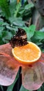 Butterfly in a greenhouse - jazzy leafwing butterfly