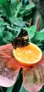 Butterfly in a greenhouse - jazzy leafwing butterfly