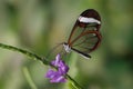 Butterfly Greta Oto, glasswing butterfly on flower