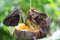 Closeup photo with beautiful butterflies eating oranges in Grevenmacher, Luxembourg with abstract background Royalty Free Stock Photo