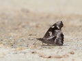 Butterfly on the ground Blurred view of natural background Royalty Free Stock Photo