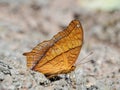 Butterfly on the ground Blurred view of natural background Royalty Free Stock Photo