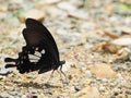 Butterfly on the ground Blurred view of natural background Royalty Free Stock Photo