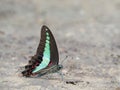 Butterfly on the ground Blurred view of natural background Royalty Free Stock Photo