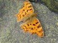 butterfly on the ground