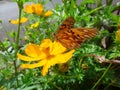 Butterfly gulf fritillary sucking nectar in the flower of cosmos