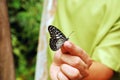 Butterfly at Habitat Butterflies Conservation Center in Bohol, Philippines