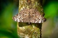 Butterfly Hamadryas feronia - Blue cracker or Variable cracker, species of cracker butterfly in the family Nymphalidae, found in