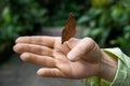 butterfly on hand. Beautiful butterfly on woman hand. Butterfly sits on woman hand. Brown, fragile butterfly wings on woman Royalty Free Stock Photo